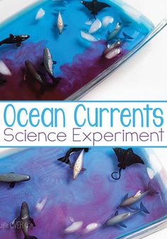 the cover of ocean currents science experiment