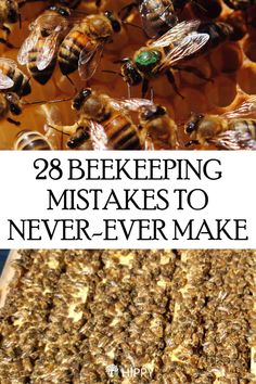 bees and honeycombs with the words, 28 beebeeing mistakes to never - ever