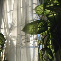 the sun shines through the sheered curtains in this room with plants on the window sill