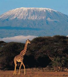 a giraffe is walking in front of a mountain with snow on it's top