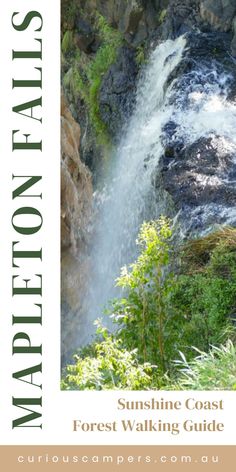 Mapleton Falls The Rainforest, Beautiful Forest, Queensland Australia