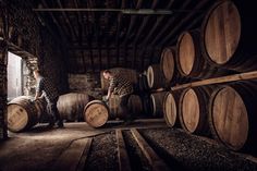 two men standing in an old cellar with barrels