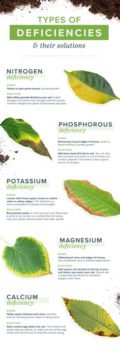 the different types of plants and their leaves are shown in this poster, which is also labeled