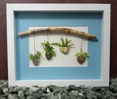 three small plants are hanging on a branch in a shadow box with rocks and pebbles