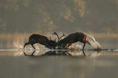 Deer Family, Elk Hunting, Red Deer, Animal Games, Deer Hunting, Wildlife Photography, Beautiful Creatures, Animal Kingdom