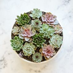 a white bowl filled with green and pink succulents on top of a marble counter