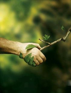 a person holding onto a branch with leaves on it's end and the other hand