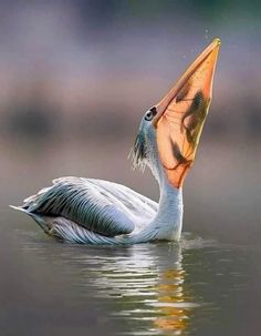 a large white bird with an orange beak floating in the water