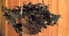 a hanging basket filled with lots of green plants