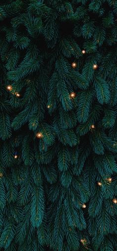 the top view of a christmas tree with lights on it's branches and green needles