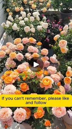 an image of flowers that are in the middle of a planter with words on it