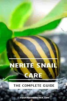 a yellow and black striped snail sitting on top of gravel next to a green plant