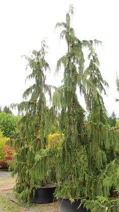 the trees are green and tall in the park with no one around them or on the ground