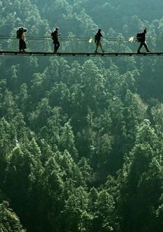 several people walking across a suspension bridge over a forest filled with tall trees and evergreens