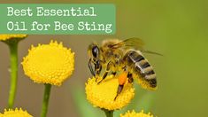 a bee sitting on top of a yellow flower with the words best essential oil for bee sting