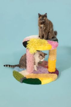 two cats sitting on top of a cat tree with one looking at the camera while the other looks up