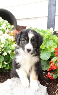 a black and white puppy sitting on top of a rock in front of some flowers