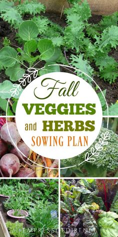 vegetables and herbs growing in the garden with text overlay that reads fall veggies and herbs sowing plan