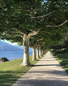 trees line the side of a path next to an ocean with mountains in the background