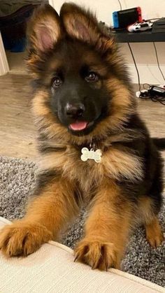 a brown and black dog laying on top of a rug