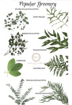 different types of green leaves and their names