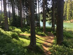 a path in the woods leading to a lake surrounded by tall trees and green grass