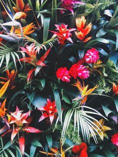 colorful tropical plants and flowers in the sun