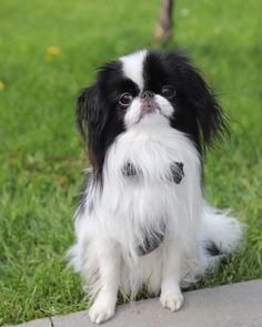 a small black and white dog sitting in the grass