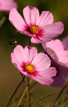 three pink flowers with yellow centers are in the foreground, and another flower is in the background