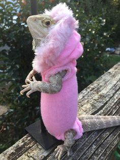 a small lizard in a pink sweater on top of a piece of wood