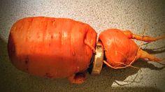 two carrots that have been peeled and are sitting on the ground with string attached to them