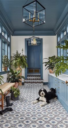 a black and white dog laying on top of a tiled floor next to potted plants