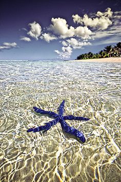 a blue starfish in shallow water on the beach with an island in the background