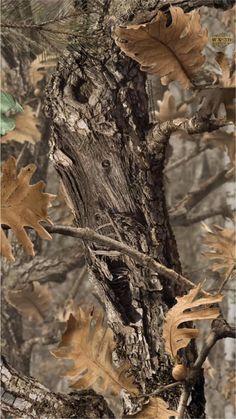 an old tree in the woods with leaves on it