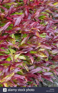 red and green plants growing on the side of a wall in an urban garden, close up