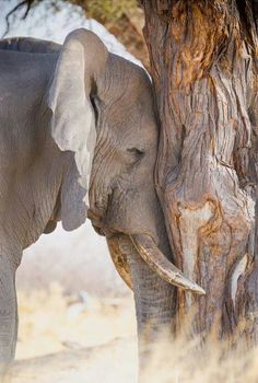 an elephant is standing next to a tree