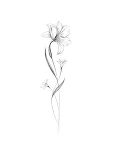 a pencil drawing of a flower on a white background