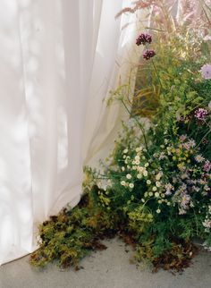 flowers are growing out of the ground next to a white curtain