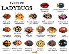 the different types of ladybugs are shown here