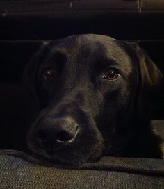 a close up of a dog laying on a couch