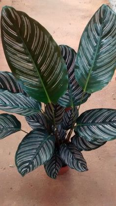 a potted plant with large green leaves