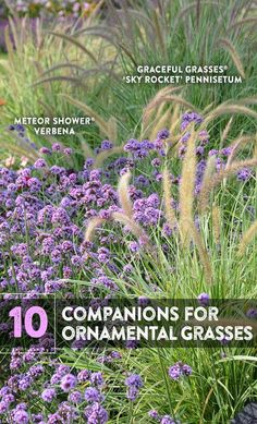 purple flowers and grass with the title'10 companions for ornamental grasses'in front