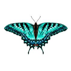 a blue butterfly with black and white stripes on it's wings, flying in the air