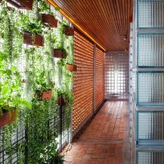 an indoor garden with many plants growing on the wall