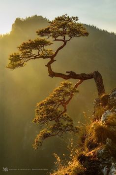 a lone pine tree on the edge of a cliff in the mountains at sundown