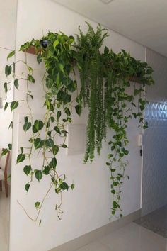 some green plants are growing on the wall