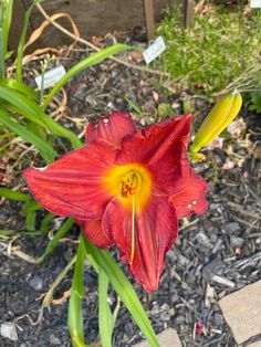 a red flower with yellow stamen on it