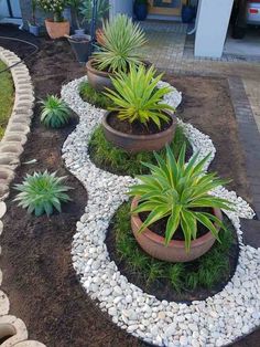 some plants and rocks are in the middle of a garden area with gravel on the ground