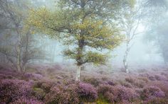 a foggy forest filled with lots of trees and purple flowers in the foreground