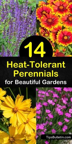 Heat Tolerant Perennials, Heat Tolerant Flowers, Heat Tolerant Plants, Perennial Garden Plans, Drought Tolerant Perennials, Full Sun Perennials, Sun Perennials